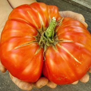 Buy Vegetables Plants