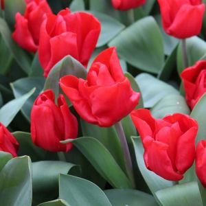 Buy Bulbs Plants
