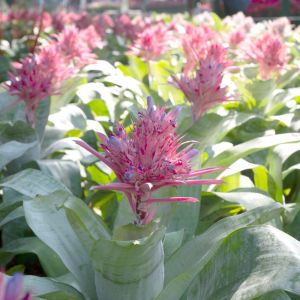 Buy Bromeliads/Air Plants Plants