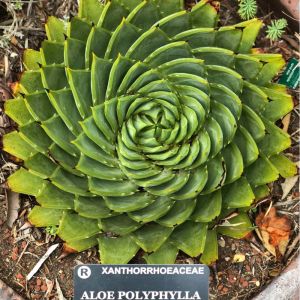 Buy Cactus and/or Succulents Plants