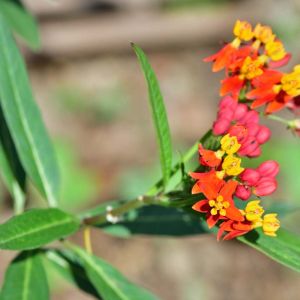 Buy Drought Tolerant Plants Plants