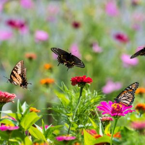 Buy Plants that Attracts Butterflies Plants