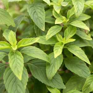 Buy Herbs Plants