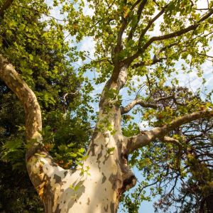 Buy Trees Plants