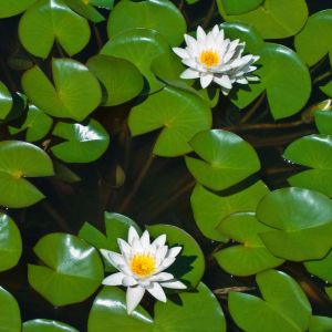 Buy Aquatic Plants/Marqinal Aquatic/Bog Plants Plants