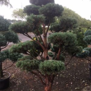 Buy Topiaries Plants