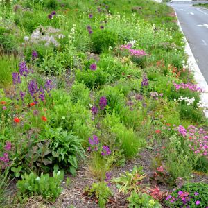 Buy Plants that Tolerate Urban Pollution Plants