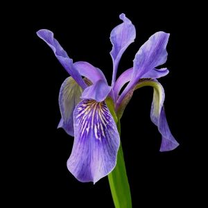 Buy Iris Plants