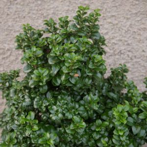 Buy Shrub Plants