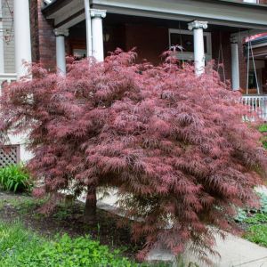 Buy Focal Point Plants
