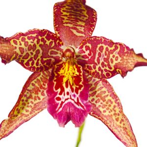 Buy Orchids Plants