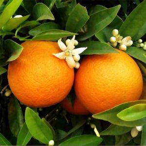 Buy Citrus Plants