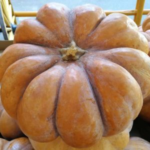 Buy Halloween Plants