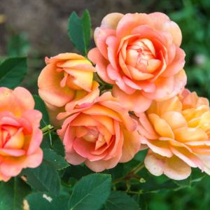Buy Roses Plants