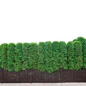 Buy Hedges Plants