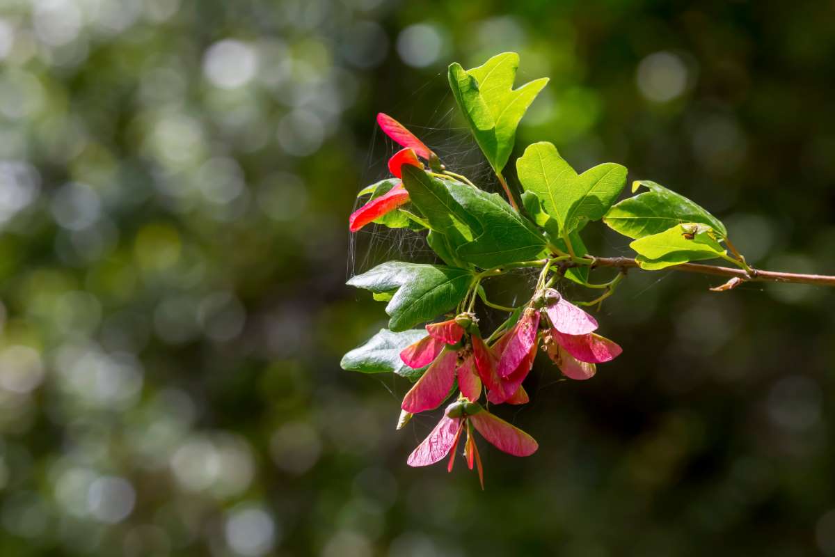 Acer-sempervirens-1449230795