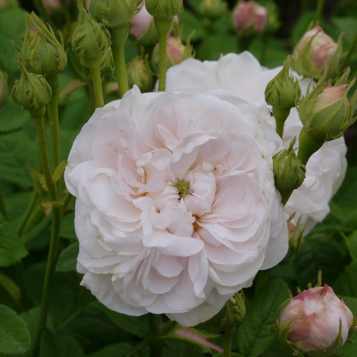 Rosa-Mme-Zoetmans-1417972199