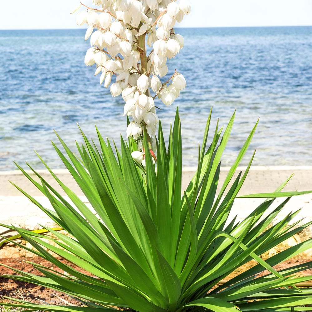 Yucca gloriosa-edited