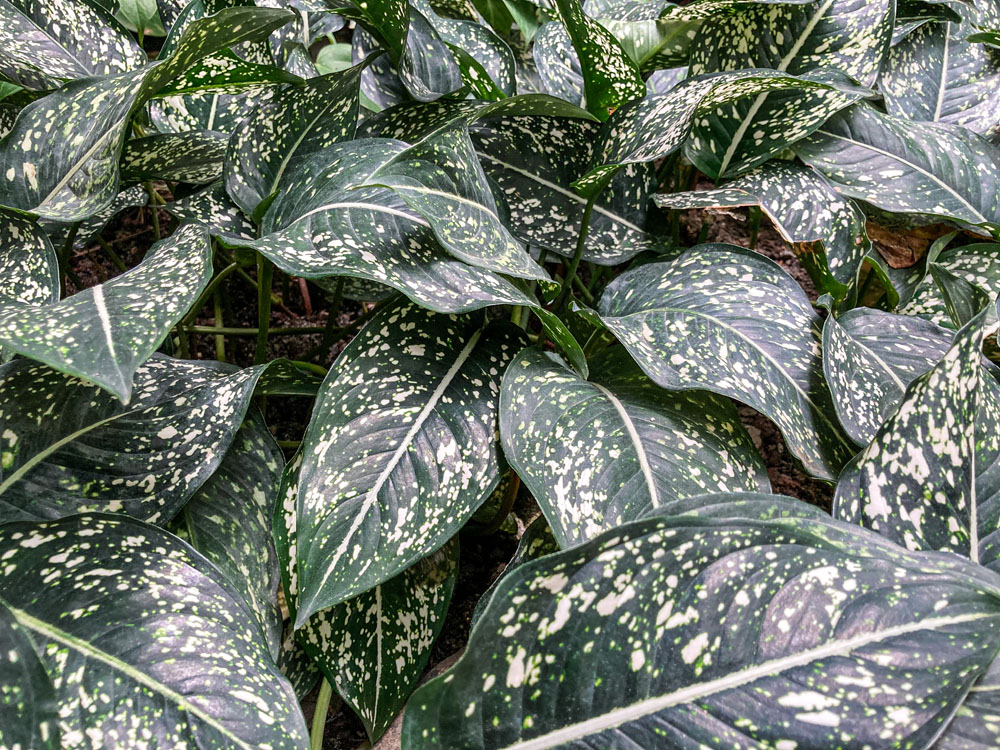 Aglaonema,Costatum,Or,Chinese,Evergreen