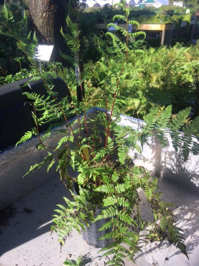 athyrium filix - femina