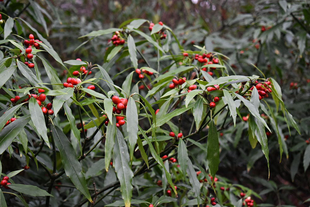 Aucuba,Japonica,Salicifolia,,Foliage,And,Red,Berries,In,Winter.