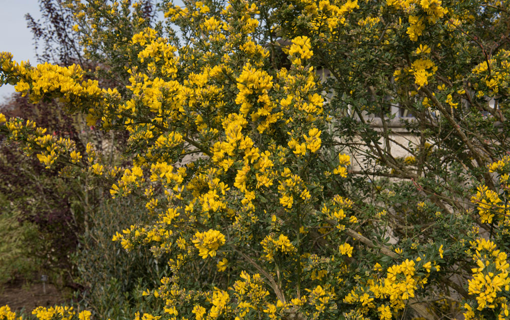 Bright,Yellow,Flowers,Of,Spring,Flowering,Broom,(genista,'porlock'),In